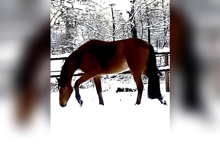 Hanoverian Mare 4 years 16,1 hh Brown in OttersbergOttersberg