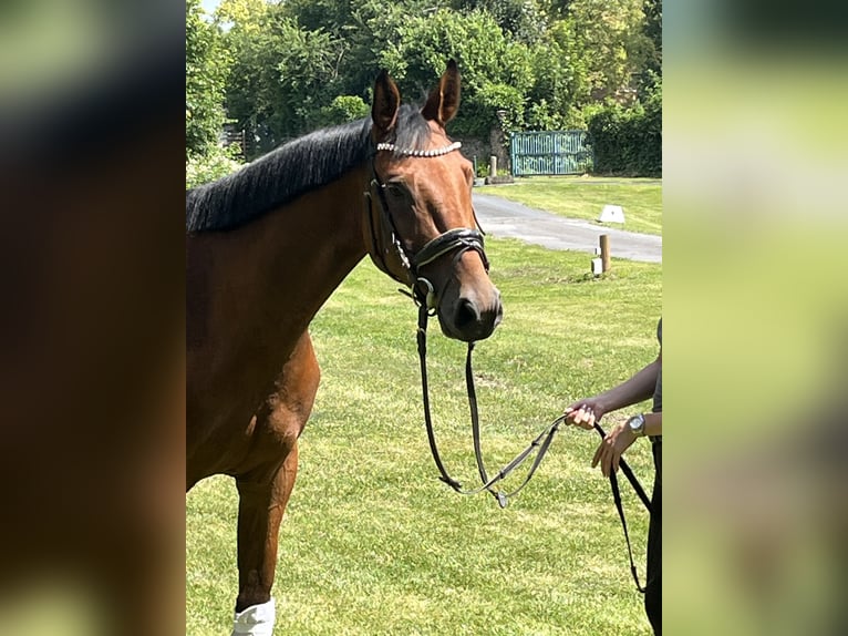 Hanoverian Mare 4 years 16,1 hh Brown in Hamm