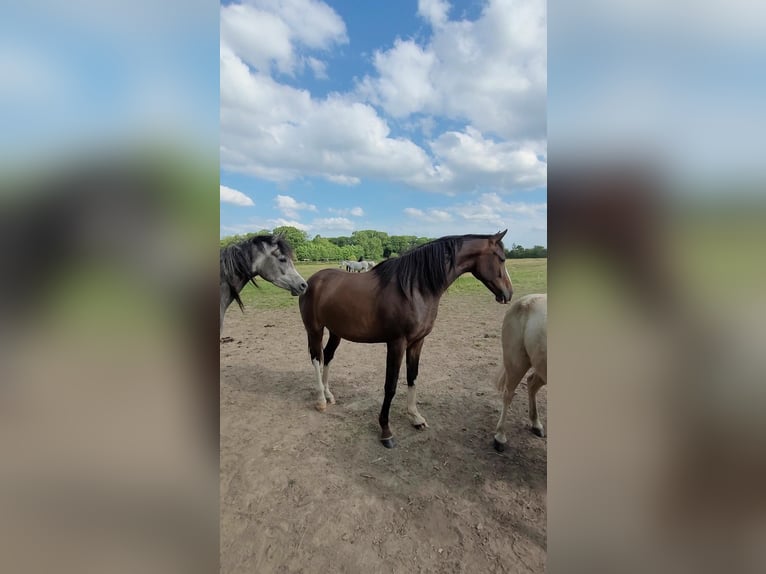 Hanoverian Mare 4 years 16,1 hh Brown in Kaarst