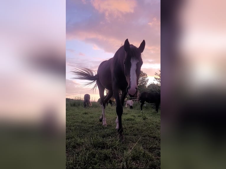 Hanoverian Mare 4 years 16,1 hh Brown in Kaarst