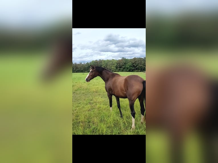Hanoverian Mare 4 years 16,1 hh Brown in Kaarst