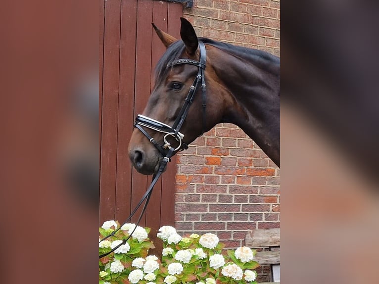 Hanoverian Mare 4 years 16,1 hh Brown in Langenhagen