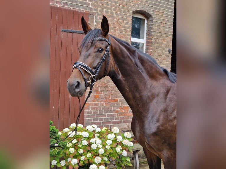 Hanoverian Mare 4 years 16,1 hh Brown in Langenhagen