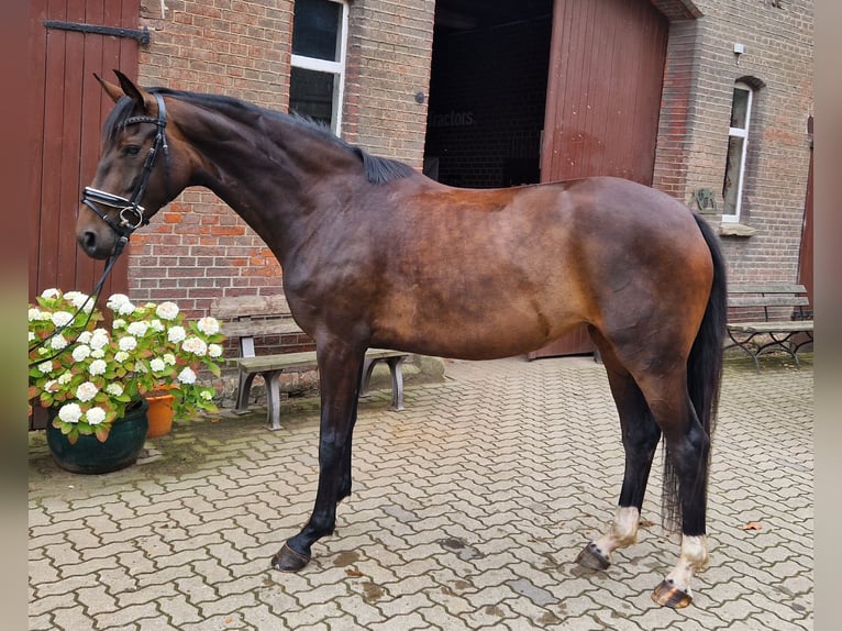 Hanoverian Mare 4 years 16,1 hh Brown in Langenhagen