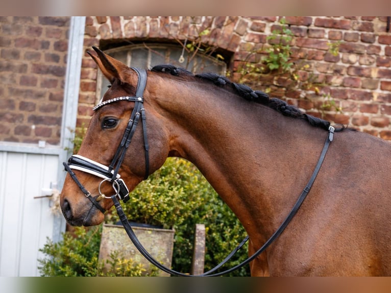 Hanoverian Mare 4 years 16,1 hh Brown in Neuss