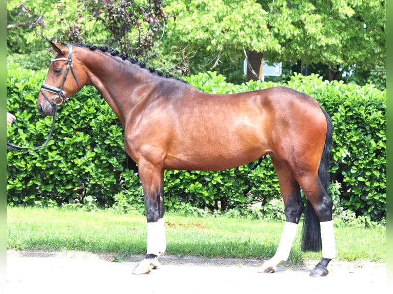 Hanoverian Mare 4 years 16,1 hh Brown in Selsingen