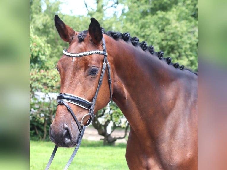 Hanoverian Mare 4 years 16,1 hh Brown in Selsingen