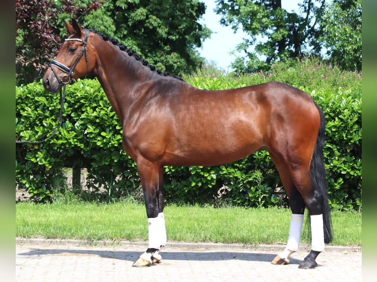 Hanoverian Mare 4 years 16,1 hh Brown in Selsingen