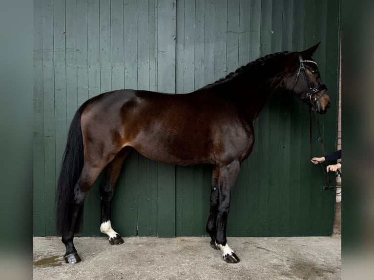 Hanoverian Mare 4 years 16,1 hh Brown in Stoetze