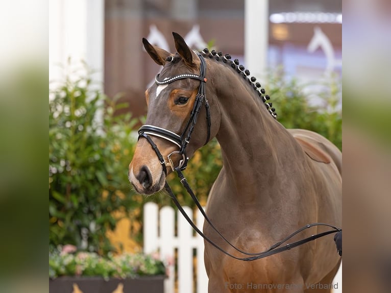 Hanoverian Mare 4 years 16,1 hh Brown in Verden