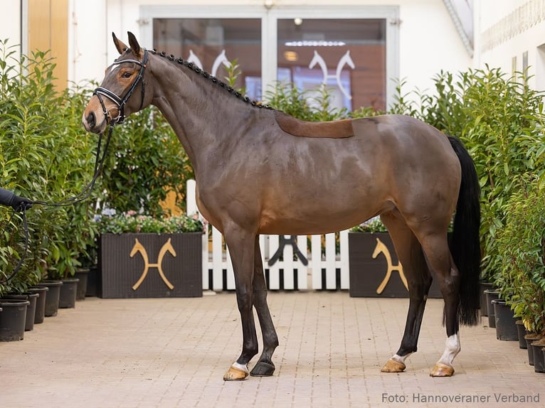 Hanoverian Mare 4 years 16,1 hh Brown in Verden