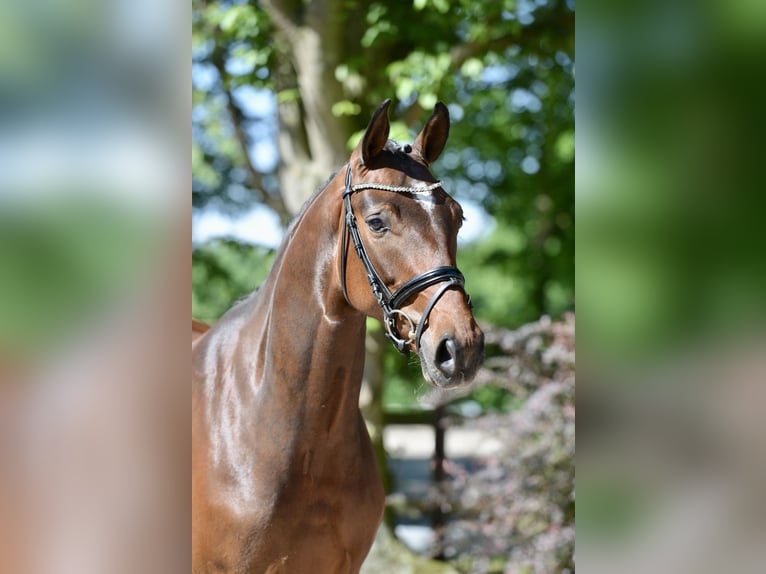 Hanoverian Mare 4 years 16,1 hh Brown in Visbek