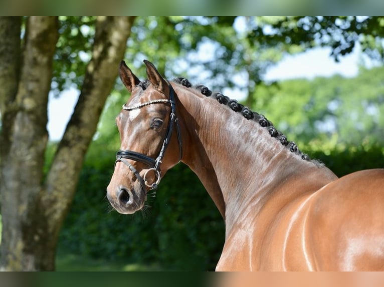 Hanoverian Mare 4 years 16,1 hh Brown in Visbek