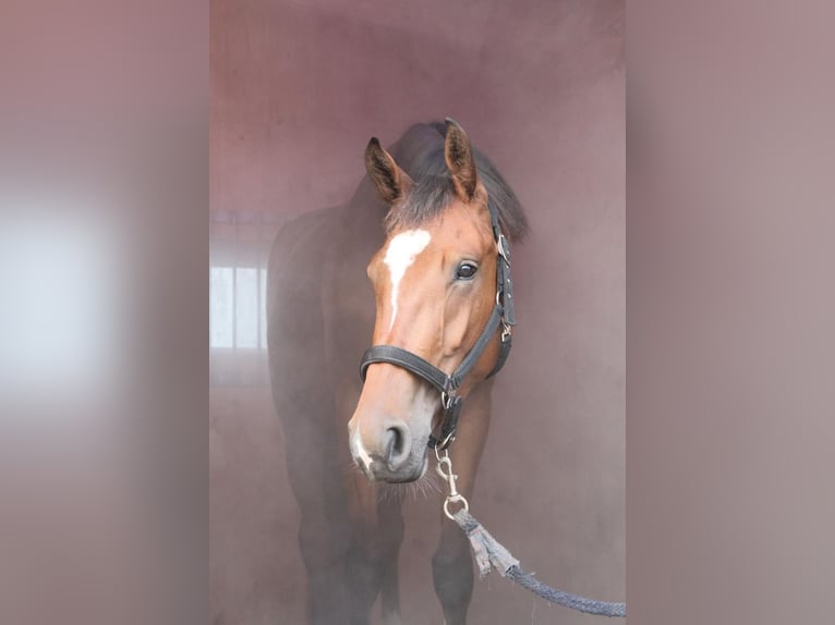 Hanoverian Mare 4 years 16,1 hh Brown in Hamersen