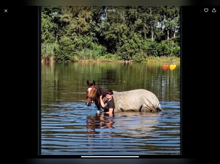 Hanoverian Mare 4 years 16,1 hh Brown in Hamersen