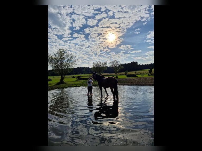 Hanoverian Mare 4 years 16,1 hh Brown in Hamersen