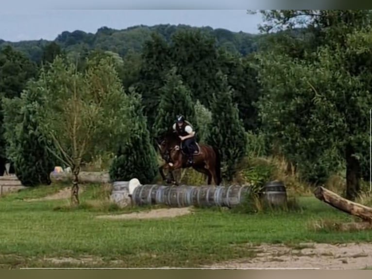 Hanoverian Mare 4 years 16,1 hh Brown in Hamersen