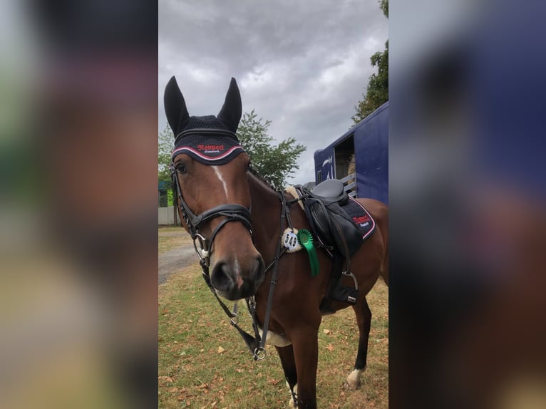 Hanoverian Mare 4 years 16,1 hh Brown in Hamersen