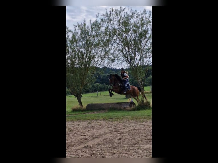 Hanoverian Mare 4 years 16,1 hh Brown in Hamersen