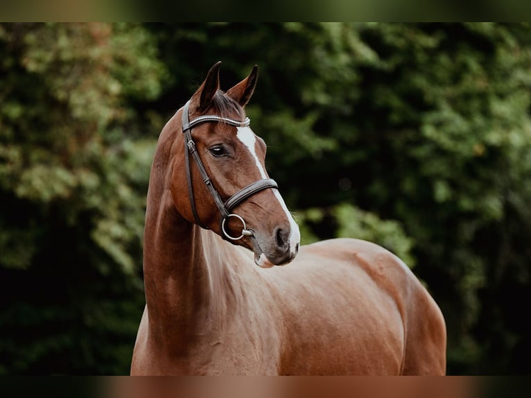 Hanoverian Mare 4 years 16,1 hh Brown in Riedstadt