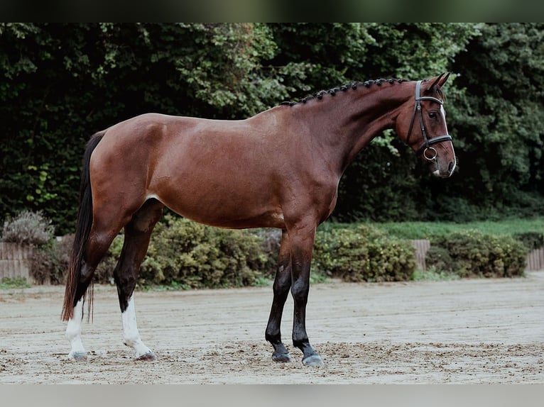 Hanoverian Mare 4 years 16,1 hh Brown in Riedstadt