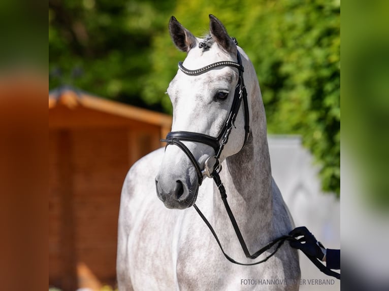 Hanoverian Mare 4 years 16,1 hh Brown in Verden