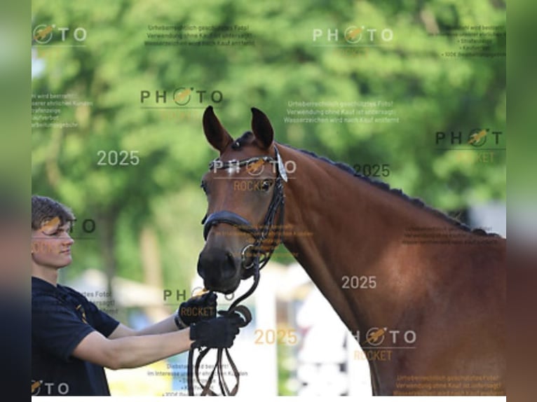 Hanoverian Mare 4 years 16,1 hh Buckskin in Ottersberg