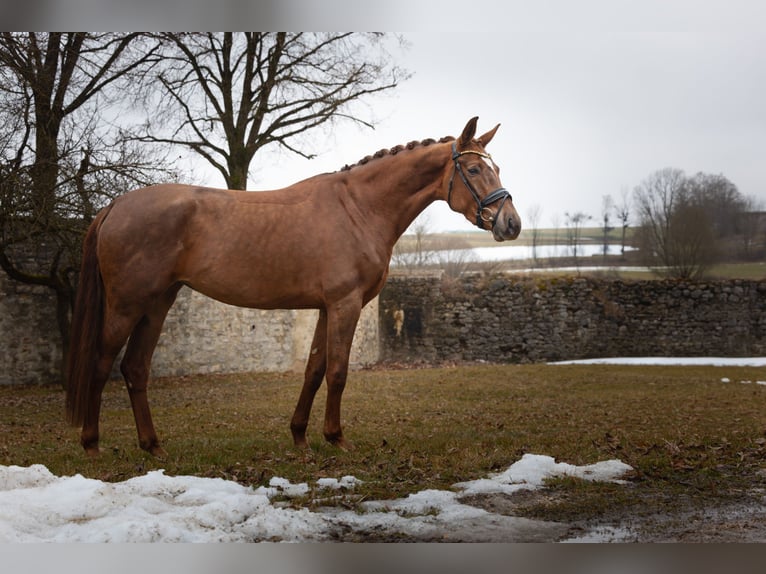 Hanoverian Mare 4 years 16,1 hh Chestnut in Hayingen