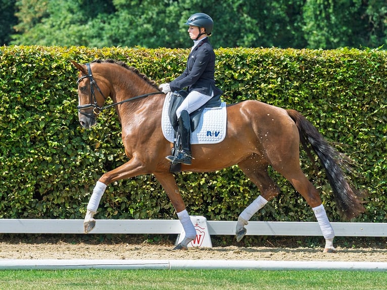 Hanoverian Mare 4 years 16,1 hh Chestnut in M&#xFC;nster-M&#xFC;nster