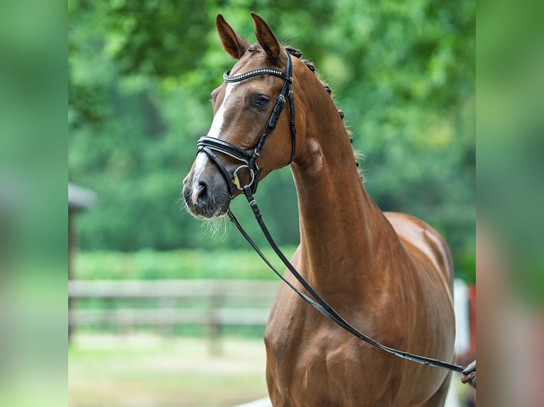 Hanoverian Mare 4 years 16,1 hh Chestnut in M&#xFC;nster-M&#xFC;nster