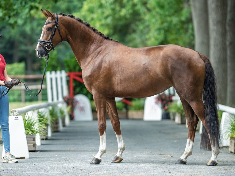 Hanoverian Mare 4 years 16,1 hh Chestnut in M&#xFC;nster-M&#xFC;nster