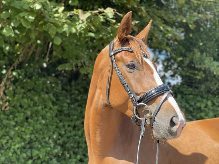Hanoverian Mare 4 years 16,1 hh Chestnut in Verden (Aller)