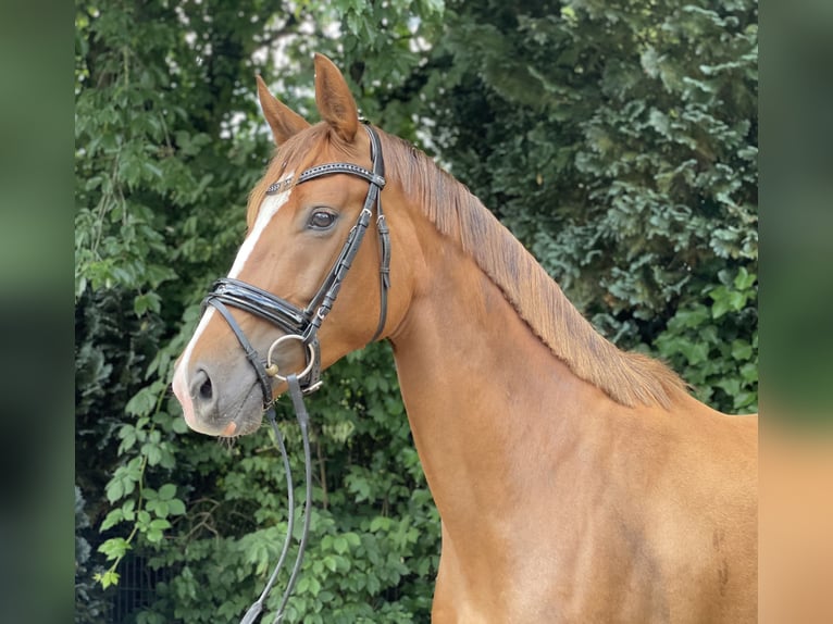 Hanoverian Mare 4 years 16,1 hh Chestnut in Verden (Aller)