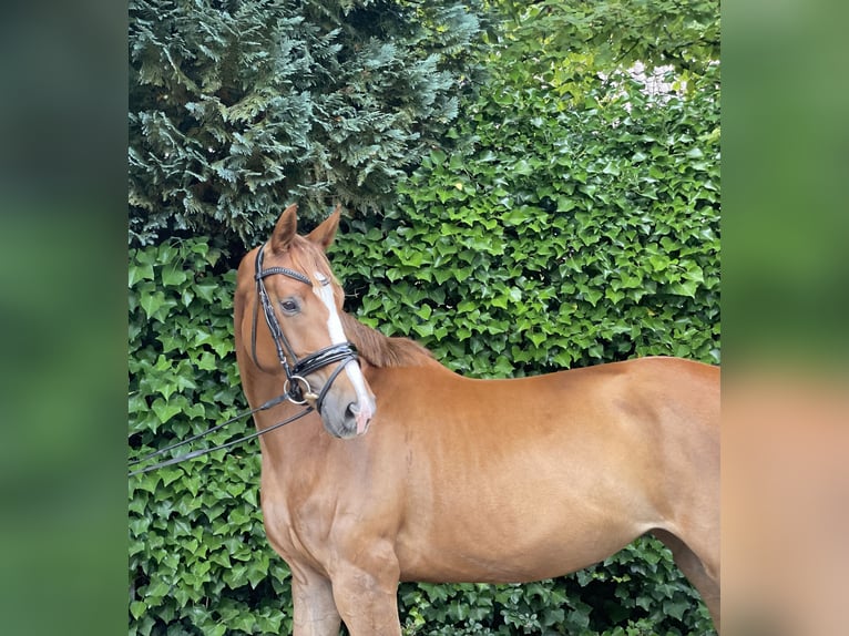 Hanoverian Mare 4 years 16,1 hh Chestnut in Verden (Aller)