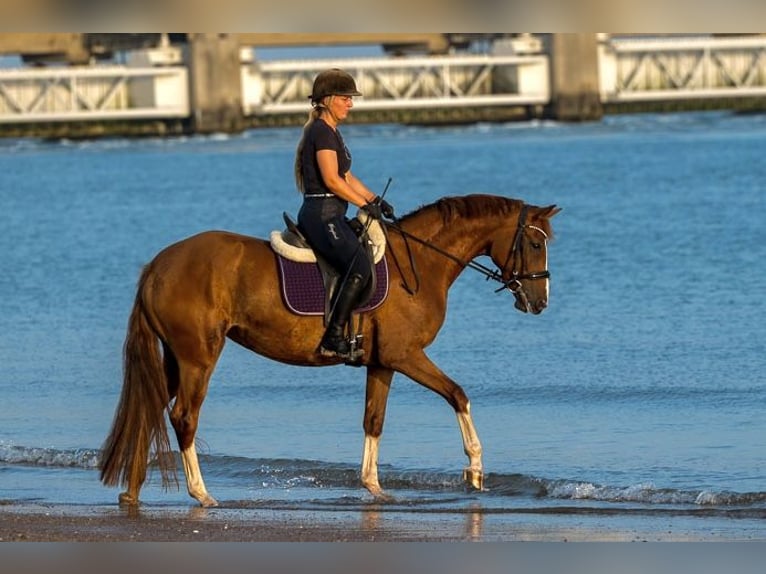 Hanoverian Mare 4 years 16,1 hh Chestnut in W&#xFC;rzburg