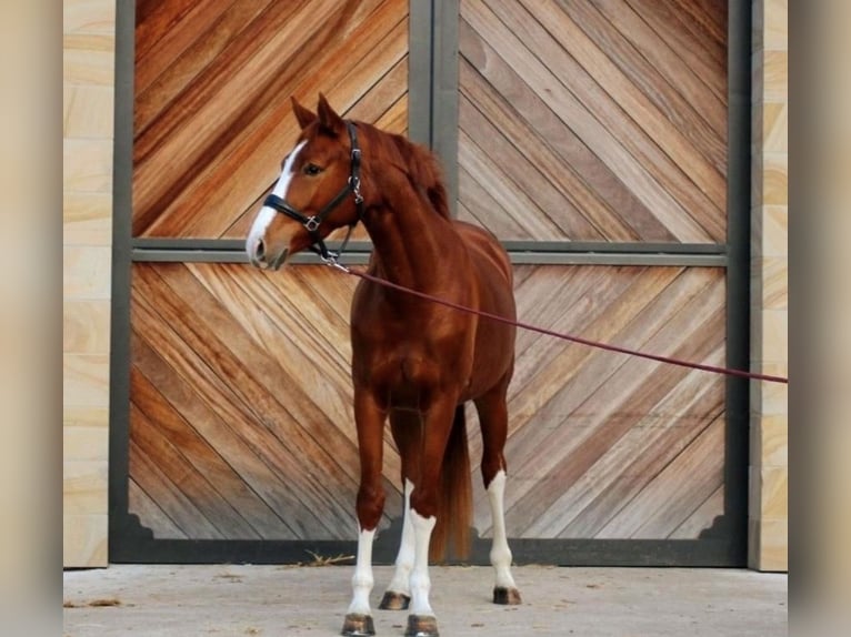 Hanoverian Mare 4 years 16,1 hh Chestnut-Red in Lienen