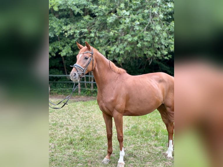 Hanoverian Mare 4 years 16,1 hh Chestnut-Red in D&#xFC;sseldorf