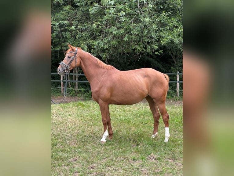 Hanoverian Mare 4 years 16,1 hh Chestnut-Red in D&#xFC;sseldorf