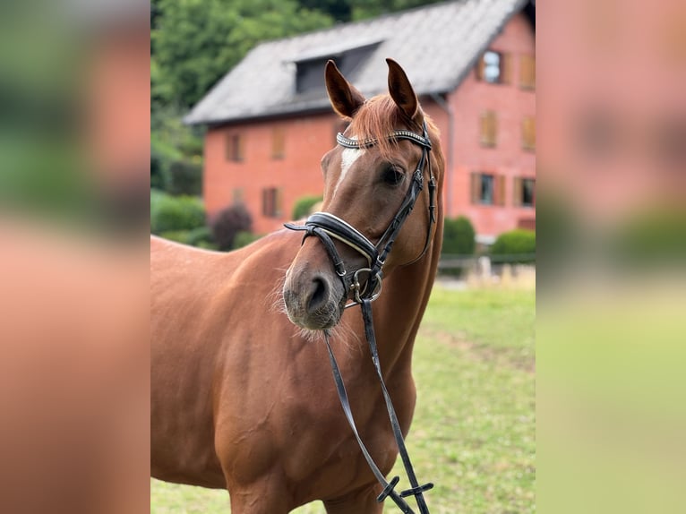 Hanoverian Mare 4 years 16,1 hh Chestnut-Red in D&#xFC;sseldorf