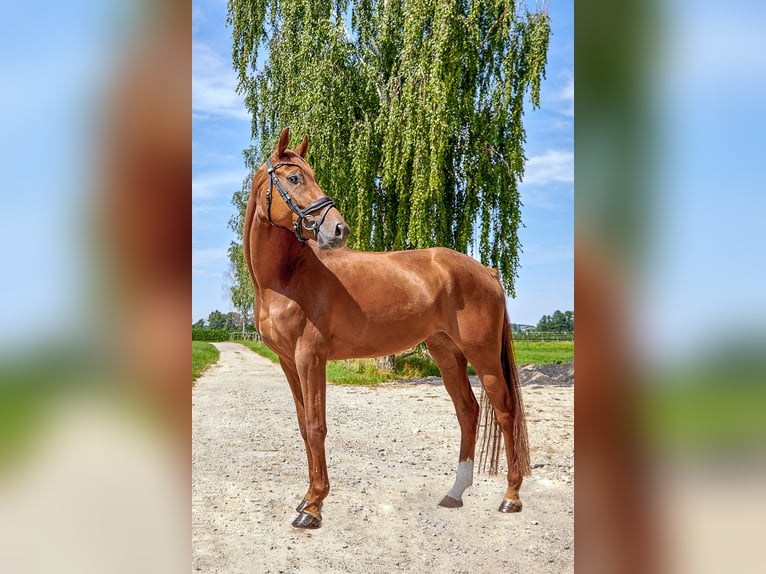 Hanoverian Mare 4 years 16,1 hh Chestnut-Red in Petting