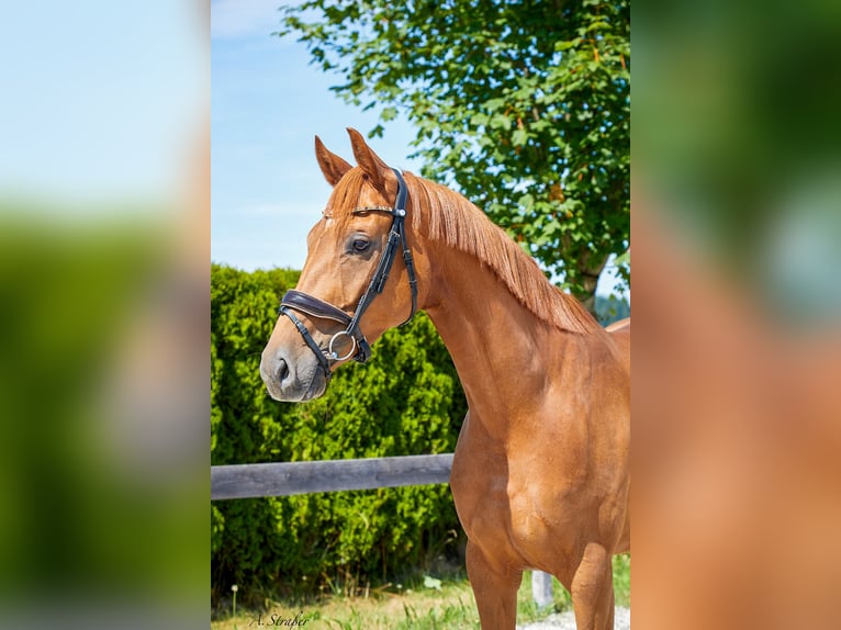 Hanoverian Mare 4 years 16,1 hh Chestnut-Red in Petting
