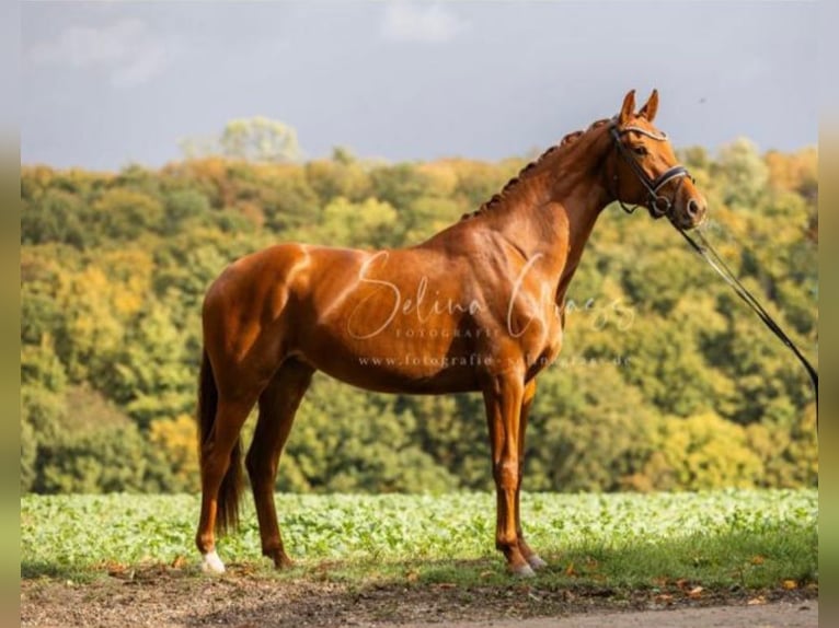 Hanoverian Mare 4 years 16,1 hh Chestnut-Red in Rosdorf