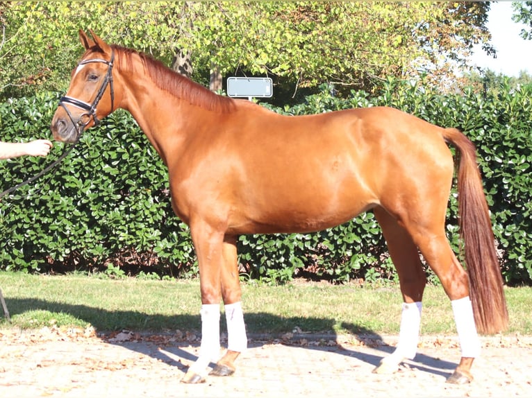 Hanoverian Mare 4 years 16,1 hh Chestnut-Red in Selsingen