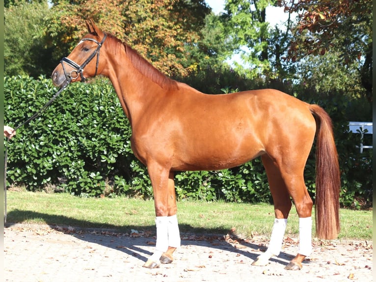 Hanoverian Mare 4 years 16,1 hh Chestnut-Red in Selsingen