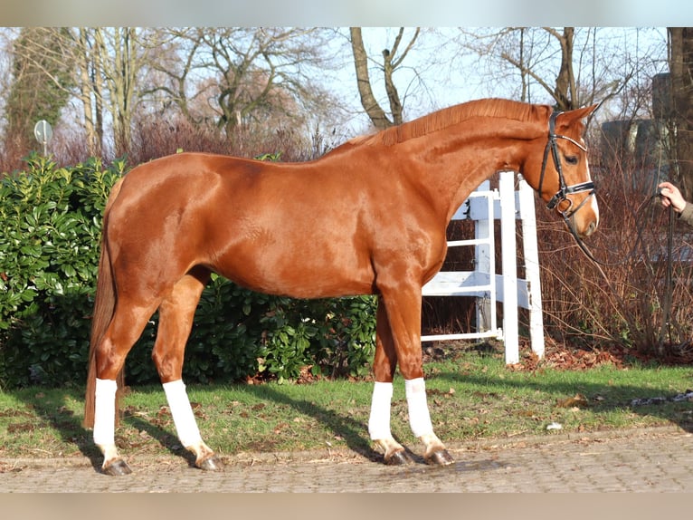 Hanoverian Mare 4 years 16,1 hh Chestnut-Red in Selsingen