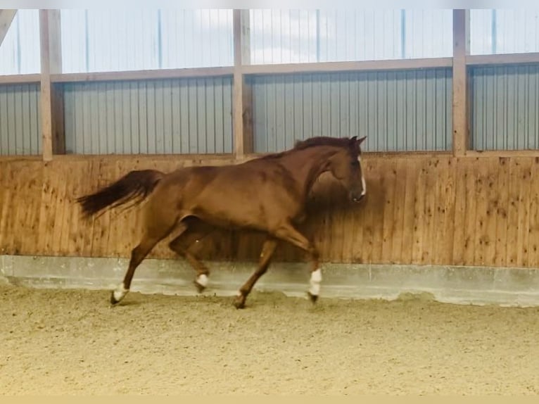 Hanoverian Mare 4 years 16,1 hh Chestnut-Red in Drochtersen