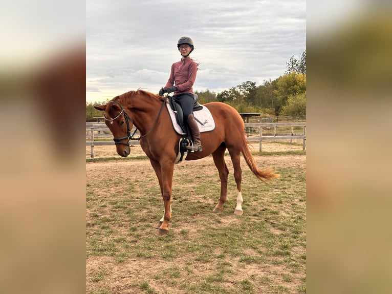 Hanoverian Mare 4 years 16,1 hh Chestnut-Red in Leipzig