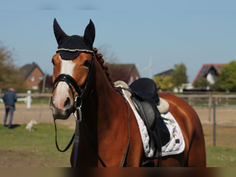 Hanoverian Mare 4 years 16,1 hh Chestnut-Red in Lienen
