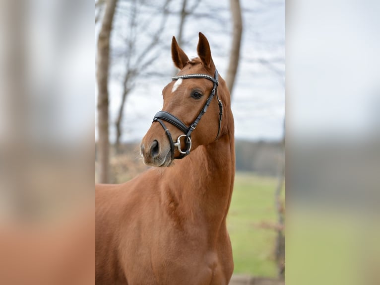 Hanoverian Mare 4 years 16,1 hh Chestnut-Red in Kutenholz