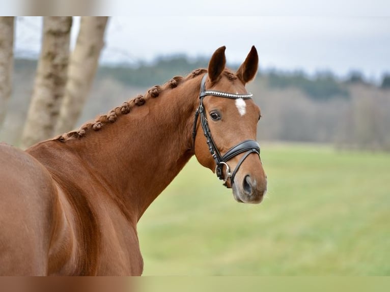 Hanoverian Mare 4 years 16,1 hh Chestnut-Red in Kutenholz